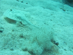 Urobatis jamaicensis