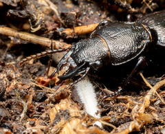Mecodema sculpturatum