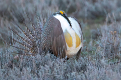 Centrocercus urophasianus