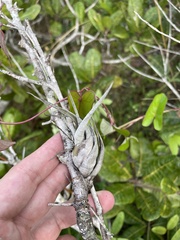 Tillandsia flexuosa