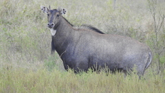Boselaphus tragocamelus