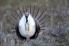 Centrocercus urophasianus