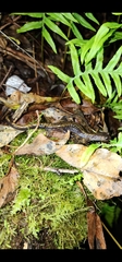 Plethodon dunni