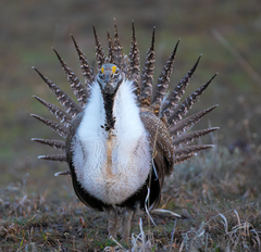 Centrocercus urophasianus