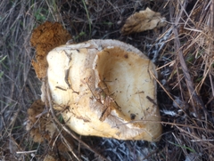 Lactarius alnicola