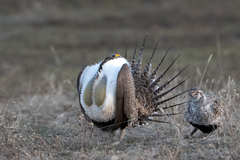 Centrocercus urophasianus