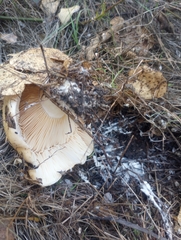 Lactarius alnicola