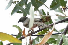 Stomiopera unicolor