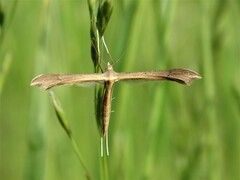 Stenoptilia pterodactyla