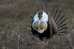 Centrocercus urophasianus