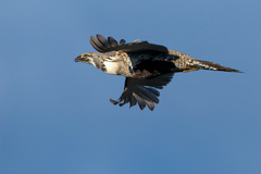 Centrocercus urophasianus