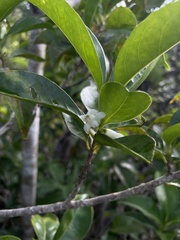 Symplocos latifolia