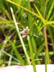 Isolepis distigmatosa