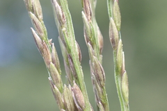 Digitaria nuda