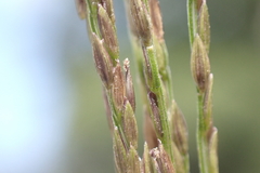 Digitaria nuda