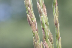 Digitaria nuda