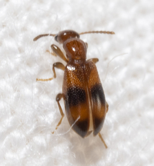 Vacusus vicinus