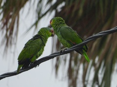 Amazona autumnalis autumnalis