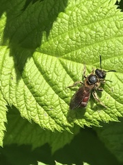 Parasphecodes