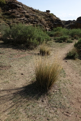Stipa splendens