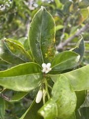 Symplocos latifolia