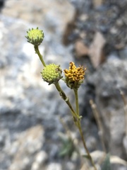 Bahiopsis reticulata