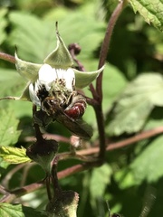 Parasphecodes