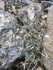 Bahiopsis reticulata