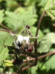 Parasphecodes