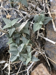 Bahiopsis reticulata