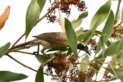 Philemon argenticeps