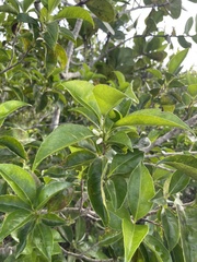 Symplocos latifolia
