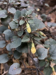 Physalis crassifolia