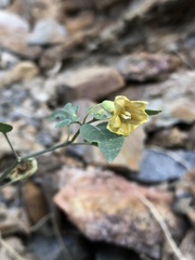 Physalis crassifolia