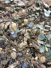 Physalis crassifolia
