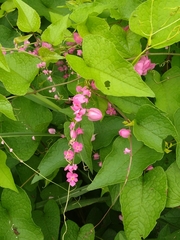 Antigonon leptopus
