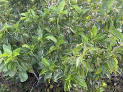 Symplocos latifolia
