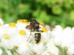 Cerceris atramontensis