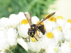 Cerceris atramontensis