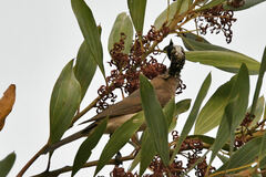 Philemon argenticeps
