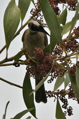 Philemon argenticeps