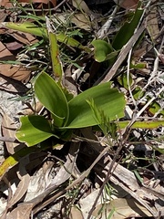 Dendrobium speciosum