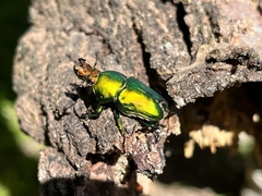 Lamprima aurata