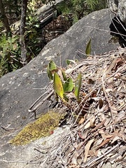 Dendrobium speciosum