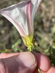 Calystegia macrostegia