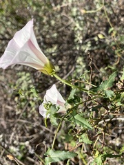 Calystegia macrostegia