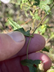 Calystegia macrostegia