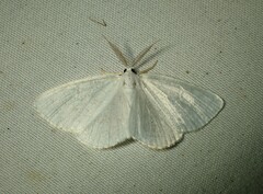 Cabera variolaria