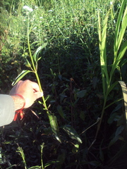 Gymnocoronis spilanthoides