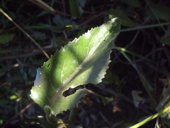 Gymnocoronis spilanthoides